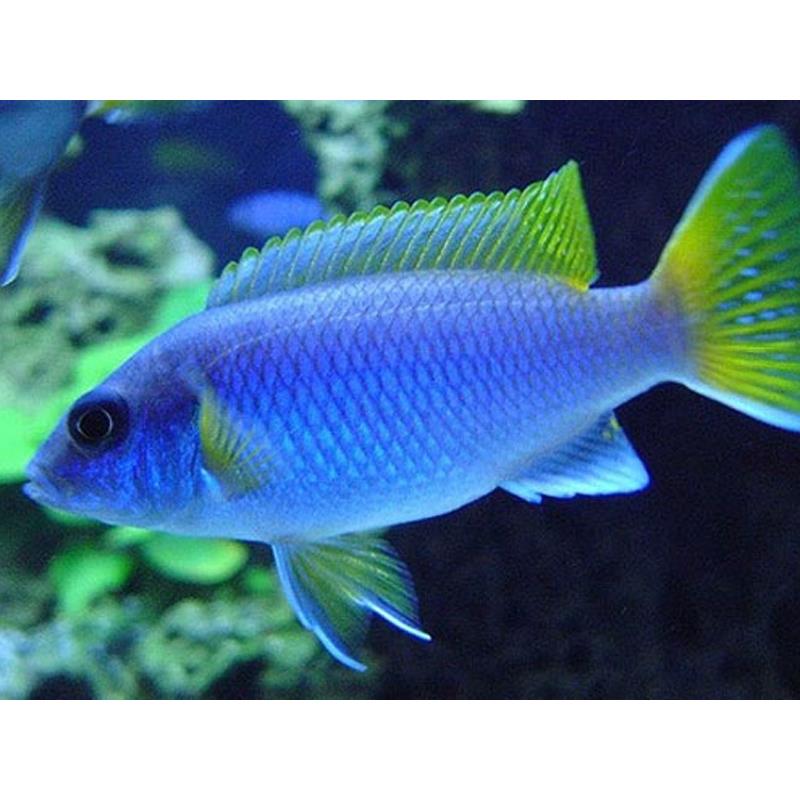 Pseudotropheus acei - imagine 5